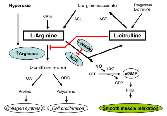 L-Citrulline